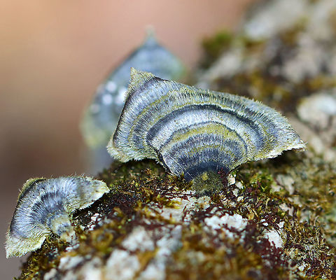 Turkey Tail - Trametes versicolor Blue and green! It was so pretty!

Habitat: Growing on a fallen, rotting tree; mixed forest
https://www.jungledragon.com/image/125584/turkey_tail_-_trametes_versicolor.html Geotagged,Spring,Trametes versicolor,Turkey Tail,United States