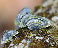 Turkey Tail - Trametes versicolor Blue and green! It was so pretty!<br />
<br />
Habitat: Growing on a fallen, rotting tree; mixed forest<br />
https://www.jungledragon.com/image/125584/turkey_tail_-_trametes_versicolor.html Geotagged,Spring,Trametes versicolor,Turkey Tail,United States