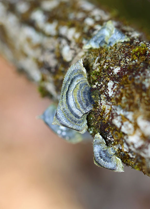 Turkey Tail - Trametes versicolor Blue and green! It was so pretty!<br />
<br />
Habitat: Growing on a fallen, rotting tree; mixed forest<br />
<figure class="photo"><a href="https://www.jungledragon.com/image/125583/turkey_tail_-_trametes_versicolor.html" title="Turkey Tail - Trametes versicolor"><img src="https://s3.amazonaws.com/media.jungledragon.com/images/3232/125583_thumb.jpg?AWSAccessKeyId=05GMT0V3GWVNE7GGM1R2&Expires=1759968010&Signature=KPGmG9a9M7mZzOmgOqsTQGluhV0%3D" width="200" height="168" alt="Turkey Tail - Trametes versicolor Blue and green! It was so pretty!<br />
<br />
Habitat: Growing on a fallen, rotting tree; mixed forest<br />
https://www.jungledragon.com/image/125584/turkey_tail_-_trametes_versicolor.html Geotagged,Spring,Trametes versicolor,Turkey Tail,United States" /></a></figure> Geotagged,Spring,Trametes,Trametes versicolor,Turkey Tail,United States,fungus,mushroom,polypore