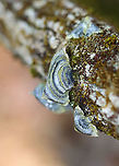 Turkey Tail - Trametes versicolor Blue and green! It was so pretty!<br />
<br />
Habitat: Growing on a fallen, rotting tree; mixed forest<br />
https://www.jungledragon.com/image/125583/turkey_tail_-_trametes_versicolor.html Geotagged,Spring,Trametes,Trametes versicolor,Turkey Tail,United States,fungus,mushroom,polypore