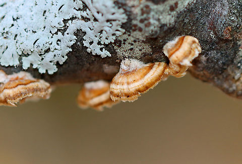 Fungus - Stereum sp. Habitat: Growing on hardwood; mixed forest
https://www.jungledragon.com/image/125587/little_nest_polypore_-_trametes_conchifer.html Geotagged,Spring,Stereum,United States,fungus,mushroom,polypore