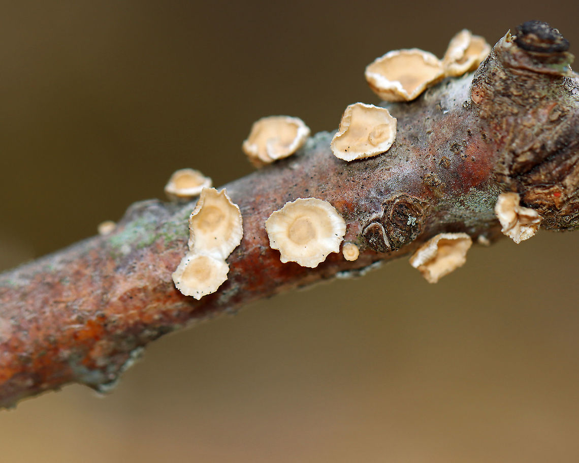 Fungus - Stereum sp. Habitat: Growing on hardwood; mixed forest<br />
<figure class="photo"><a href="https://www.jungledragon.com/image/125586/fungus_-_stereum_sp.html" title="Fungus - Stereum sp."><img src="https://s3.amazonaws.com/media.jungledragon.com/images/3232/125586_thumb.jpg?AWSAccessKeyId=05GMT0V3GWVNE7GGM1R2&Expires=1769040010&Signature=Ppxy3TzZilt4eZhNpQOKv7E2NHE%3D" width="200" height="136" alt="Fungus - Stereum sp. Habitat: Growing on hardwood; mixed forest<br />
https://www.jungledragon.com/image/125587/little_nest_polypore_-_trametes_conchifer.html Geotagged,Spring,Stereum,United States,fungus,mushroom,polypore" /></a></figure> Geotagged,Spring,Stereum,United States