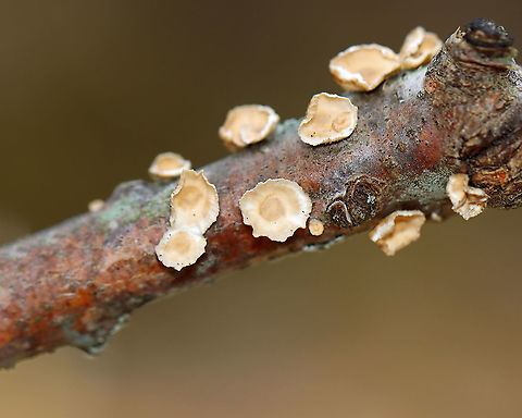 Fungus - Stereum sp. Habitat: Growing on hardwood; mixed forest
https://www.jungledragon.com/image/125586/little_nest_polypore_-_trametes_conchifer.html Geotagged,Spring,Stereum,United States