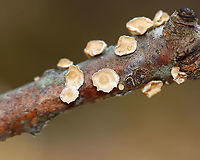 Fungus - Stereum sp. Habitat: Growing on hardwood; mixed forest<br />
https://www.jungledragon.com/image/125586/little_nest_polypore_-_trametes_conchifer.html Geotagged,Spring,Stereum,United States