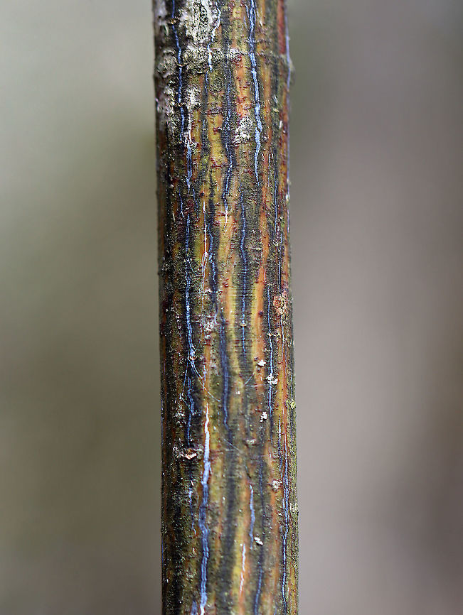 Striped Maple - Acer pensylvanicum Striped maple is named for the conspicuous stripes that traverse its greenish bark. It&#039;s also called goosefoot maple for its broad, three-pronged leaves, which turn gold in the autumn. <br />
<br />
Habitat: Growing in a mixed forest Acer,Acer pensylvanicum,Geotagged,Spring,Striped Maple,United States,maple