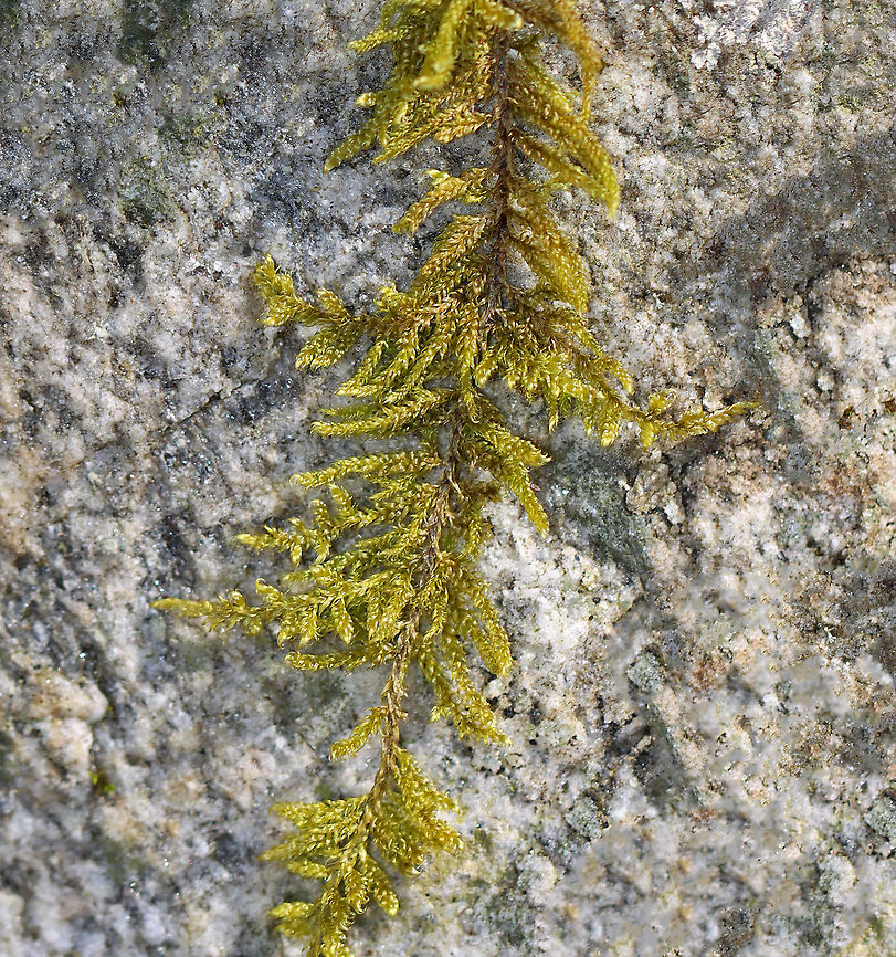 Brocade Moss - Callicladium imponens Habitat: Mixed forest<br />
<figure class="photo"><a href="https://www.jungledragon.com/image/125710/brocade_moss_-_callicladium_imponens.html" title="Brocade Moss - Callicladium imponens"><img src="https://s3.amazonaws.com/media.jungledragon.com/images/3232/125710_thumb.jpg?AWSAccessKeyId=05GMT0V3GWVNE7GGM1R2&Expires=1767225610&Signature=5%2BSQ25VDlw25NjIGa0FWA%2BI7osg%3D" width="144" height="152" alt="Brocade Moss - Callicladium imponens Habitat: Mixed forest<br />
https://www.jungledragon.com/image/125710/brocade_moss_-_callicladium_imponens.html Brocade Moss,Callicladium,Callicladium imponens,Geotagged,Hypnum imponens,Spring,United States,hypnum,moss" /></a></figure> Brocade Moss,Callicladium,Callicladium imponens,Geotagged,Hypnum imponens,Spring,United States,hypnum,moss
