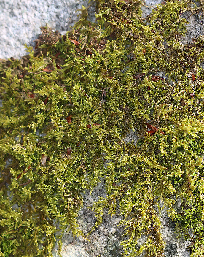 Brocade Moss - Callicladium imponens Habitat: Mixed forest<br />
<figure class="photo"><a href="https://www.jungledragon.com/image/125710/brocade_moss_-_callicladium_imponens.html" title="Brocade Moss - Callicladium imponens"><img src="https://s3.amazonaws.com/media.jungledragon.com/images/3232/125710_thumb.jpg?AWSAccessKeyId=05GMT0V3GWVNE7GGM1R2&Expires=1767225610&Signature=5%2BSQ25VDlw25NjIGa0FWA%2BI7osg%3D" width="144" height="152" alt="Brocade Moss - Callicladium imponens Habitat: Mixed forest<br />
https://www.jungledragon.com/image/125710/brocade_moss_-_callicladium_imponens.html Brocade Moss,Callicladium,Callicladium imponens,Geotagged,Hypnum imponens,Spring,United States,hypnum,moss" /></a></figure> Brocade Moss,Geotagged,Hypnum imponens,Spring,United States