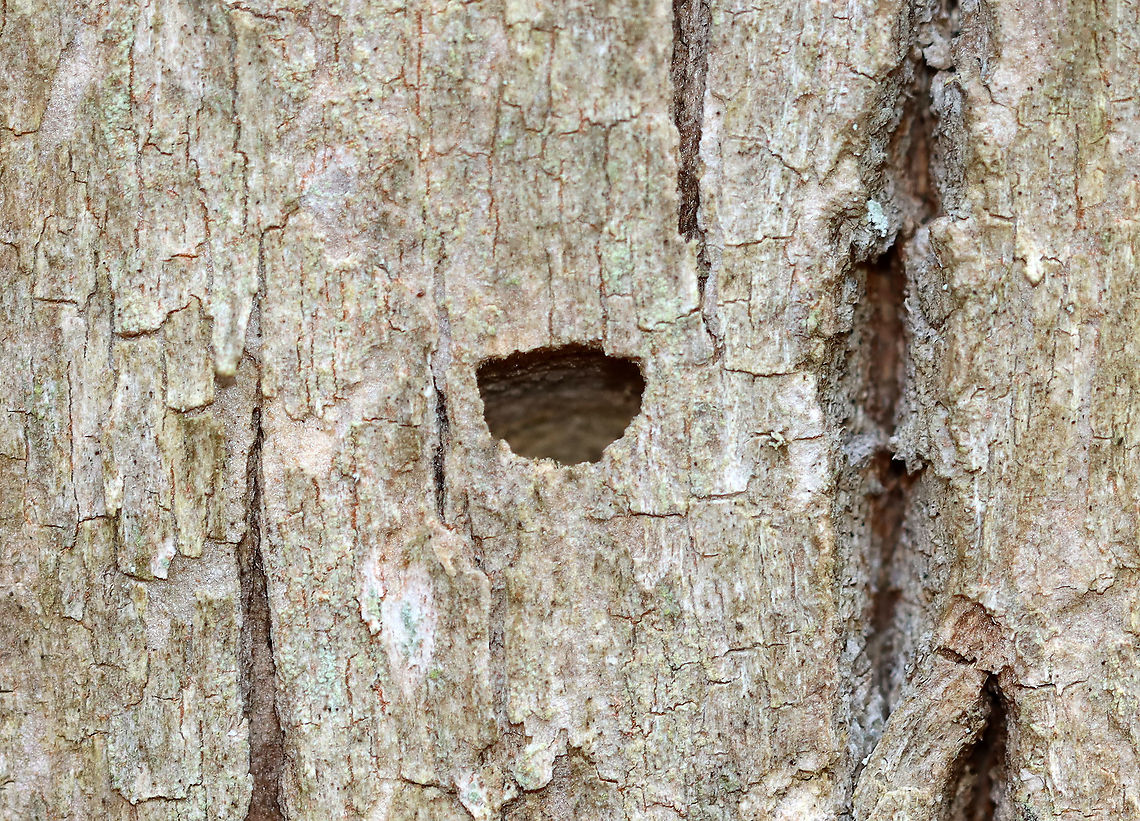 Buprestid Beetle Exit Hole This is a hole made from a buprestid beetle exiting its pupal chamber. The larvae make galleries in the outer part of the sapwood, just under the bark. Prior to pupation, the galleries meander into the sapwood where the larva will create a pupal chamber. Upon exiting the tree, the adult makes a D-shaped exit hole.<br />
<br />
Habitat: Hardwood tree; deciduous forest Buprestidae,Geotagged,Spring,United States,beetle,exit hole,signs of wildlife