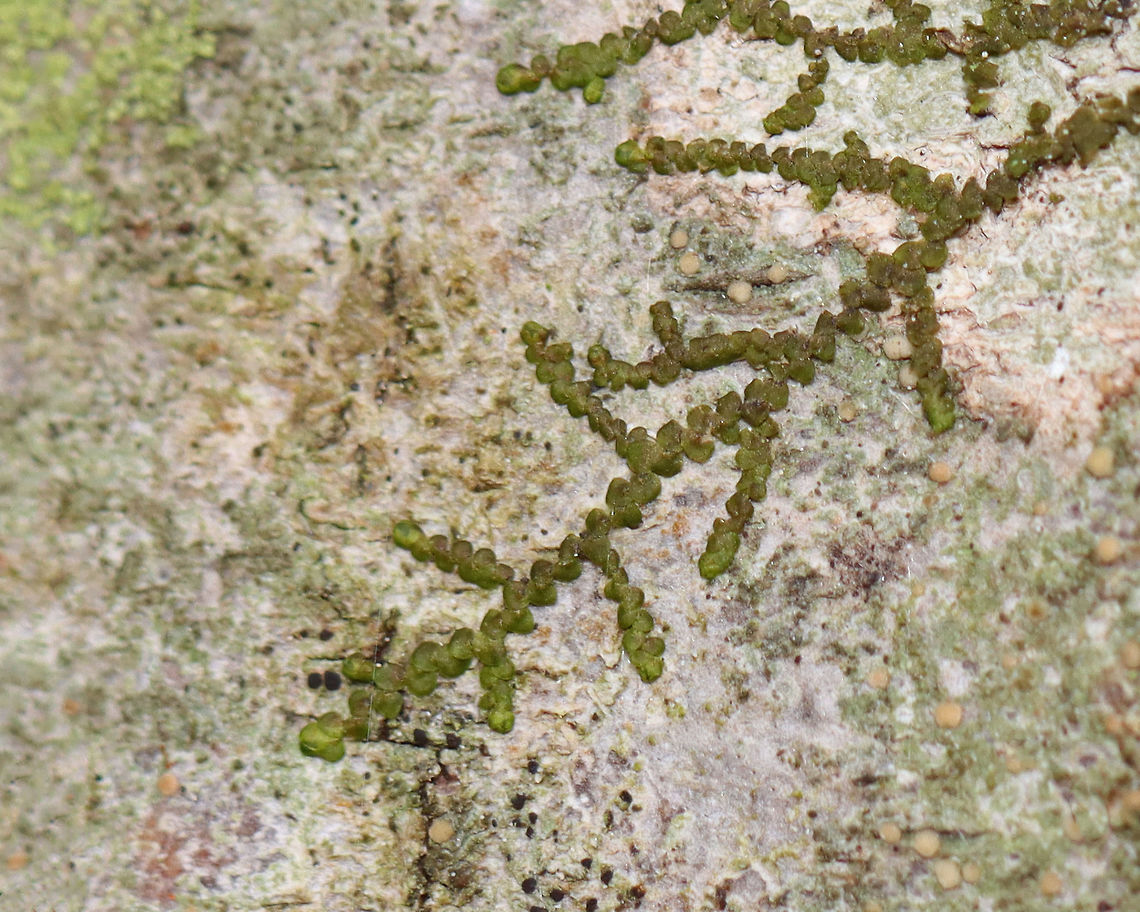 New York Scalewort - Frullania eboracensis Habitat: Growing on a hardwood tree; deciduous forest Frullania,Frullania eboracensis,Geotagged,New York Scalewort,Spring,United States,scalewort