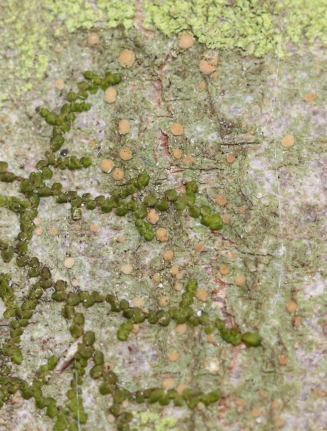 Long-spored Dotted Lichen - Biatora longispora *Tentative ID<br />
<br />
Lichen with tan apothecia.<br />
<br />
Habitat: Growing on a hardwood tree; deciduous forest Biatora,Biatora longispora,Geotagged,Long-spored Dotted Lichen,Spring,United States,fungi,lichen
