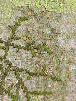 Long-spored Dotted Lichen - Biatora longispora *Tentative ID

Lichen with tan apothecia.

Habitat: Growing on a hardwood tree; deciduous forest Biatora,Biatora longispora,Geotagged,Long-spored Dotted Lichen,Spring,United States,fungi,lichen