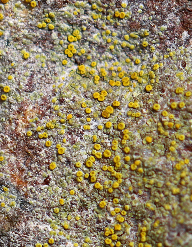 Lichen on Rock - Athallia holocarpa or Caloplaca sp. Habitat: Growing on rocks; mixed forest<br />
<figure class="photo"><a href="https://www.jungledragon.com/image/125716/lichen_on_rock_-_athallia_holocarpa_or_caloplaca_sp.html" title="Lichen on Rock - Athallia holocarpa or Caloplaca sp."><img src="https://s3.amazonaws.com/media.jungledragon.com/images/3232/125716_thumb.jpg?AWSAccessKeyId=05GMT0V3GWVNE7GGM1R2&Expires=1759968010&Signature=KfHi0Sg5xLVRTiI2PCHvpgJ2ixU%3D" width="200" height="154" alt="Lichen on Rock - Athallia holocarpa or Caloplaca sp. Habitat: Growing on rocks; mixed forest<br />
https://www.jungledragon.com/image/125715/lichen_on_rock.html Geotagged,Spring,United States" /></a></figure> Geotagged,Spring,United States,fungi,lichen
