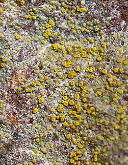 Lichen on Rock - Athallia holocarpa or Caloplaca sp. Habitat: Growing on rocks; mixed forest
https://www.jungledragon.com/image/125716/lichen_on_rock.html Geotagged,Spring,United States,fungi,lichen