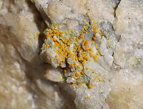 Lichen on Rock - Athallia holocarpa or Caloplaca sp. Habitat: Growing on rocks; mixed forest
https://www.jungledragon.com/image/125715/lichen_on_rock.html Geotagged,Spring,United States