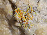 Lichen on Rock - Athallia holocarpa or Caloplaca sp. Habitat: Growing on rocks; mixed forest<br />
https://www.jungledragon.com/image/125715/lichen_on_rock.html Geotagged,Spring,United States