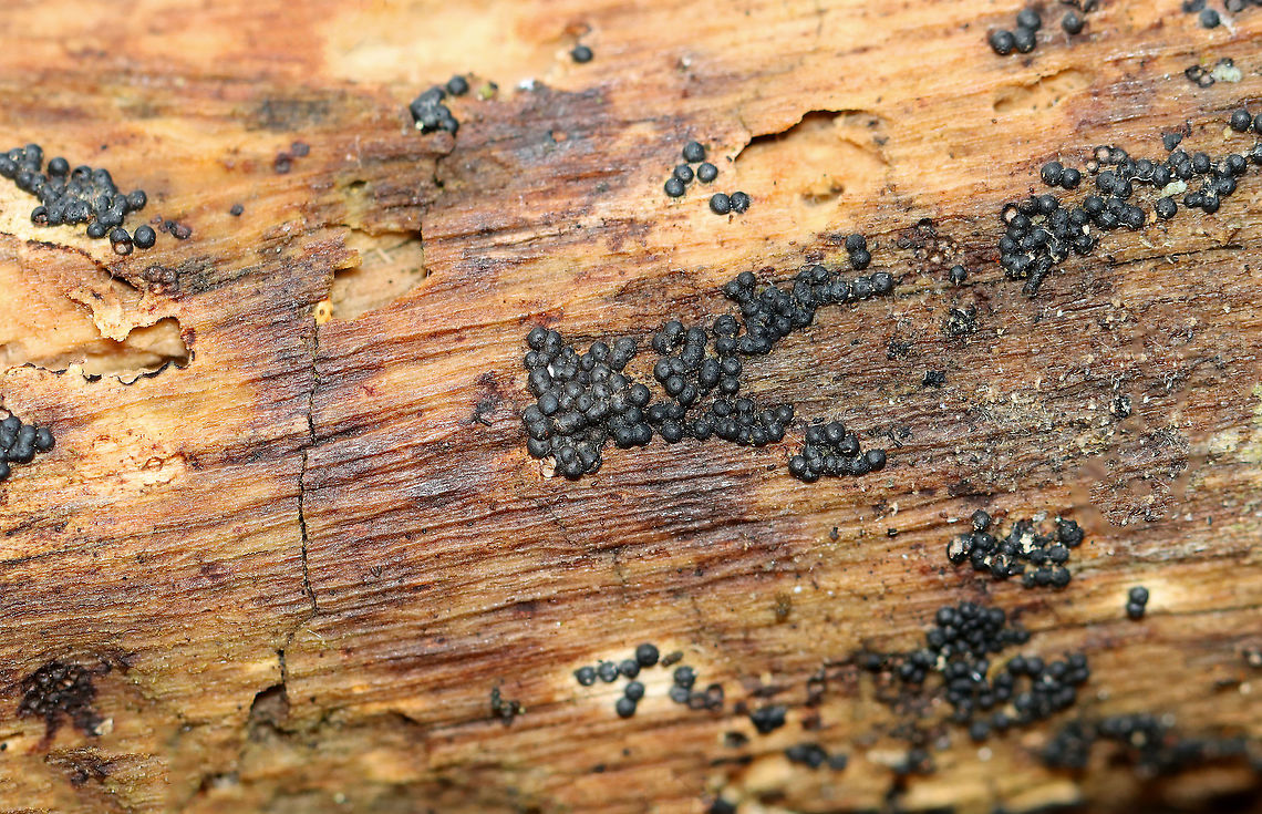 Rosellinia subiculata Habitat: Growing on decorticated wood; mixed forest Geotagged,Rosellinia,Rosellinia subiculata,Spring,United States,fungus,plant pathogen