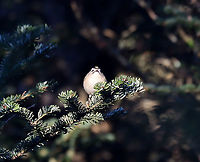 Golden-crowned Kinglet - Regulus satrapa I followed this bird around for awhile and it finally landed in a visible spot long enough to snap a couple photos.<br />
<br />
Habitat: Spruce forest<br />
https://www.jungledragon.com/image/125771/golden-crowned_kinglet_-_regulus_satrapa.html Fall,Geotagged,Golden-crowned kinglet,Regulus satrapa,United States
