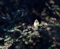 Golden-crowned Kinglet - Regulus satrapa I followed this bird around for awhile and it finally landed in a visible spot long enough to snap a couple photos.  <br />
<br />
Habitat: Spruce forest<br />
https://www.jungledragon.com/image/125770/golden-crowned_kinglet_-_regulus_satrapa.html Fall,Geotagged,Golden-crowned kinglet,Regulus,Regulus satrapa,United States,kinglet