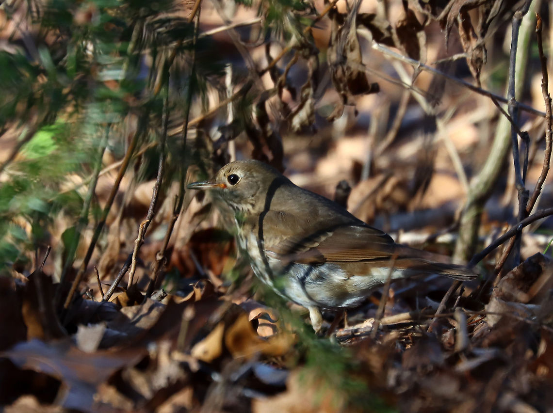 Hermit Thrush - Catharus guttatus Lesson learned from my birding hike yesterday -- birding is hard. I already knew this, but it is confirmed. You see a bird and by the time you get it in view and start to focus on it, it's gone. Perfectly camouflaged, hiding in the trees, or flitting from one spot to the next. So, you try to follow it around the forest, by sound, as it and its buddies laugh at you. I still like birding though. It's a great challenge!<br />
<br />
Habitat: Mixed forest with mostly spruce. There were tons of birds, but I only managed to photograph 3, lol.<br />
<br />
Catharus,Catharus guttatus,Fall,Geotagged,Hermit Thrush,United States,thrush