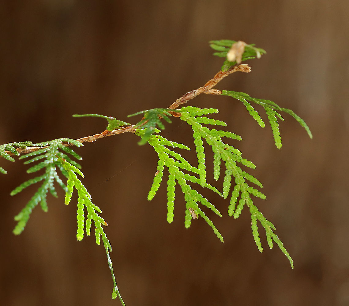 Northern White Cedar - Thuja occidentalis I love the smell of fresh cedar.<br />
<br />
Habitat: Mixed forest<br />
<figure class="photo"><a href="https://www.jungledragon.com/image/125819/northern_white_cedar_-_thuja_occidentalis.html" title="Northern White Cedar - Thuja occidentalis"><img src="https://s3.amazonaws.com/media.jungledragon.com/images/3232/125819_thumb.jpg?AWSAccessKeyId=05GMT0V3GWVNE7GGM1R2&Expires=1759968010&Signature=qHO2Fb%2BSqUCDKzAzBWYSz3Sz8SY%3D" width="118" height="152" alt="Northern White Cedar - Thuja occidentalis I love the smell of fresh cedar.<br />
<br />
Habitat: Mixed forest<br />
https://www.jungledragon.com/image/125818/northern_white_cedar_-_thuja_occidentalis.html<br />
https://www.jungledragon.com/image/125825/northern_white_cedar_cones_-_thuja_occidentalis.html Geotagged,Spring,Thuja,Thuja occidentalis,United States,White cedar,cedar,northern white cedar" /></a></figure><br />
<figure class="photo"><a href="https://www.jungledragon.com/image/125825/northern_white_cedar_cones_-_thuja_occidentalis.html" title="Northern White Cedar Cones - Thuja occidentalis"><img src="https://s3.amazonaws.com/media.jungledragon.com/images/3232/125825_thumb.jpg?AWSAccessKeyId=05GMT0V3GWVNE7GGM1R2&Expires=1759968010&Signature=NCBFLZLApttkk5ONIf7solsWJMI%3D" width="102" height="152" alt="Northern White Cedar Cones - Thuja occidentalis The small structures on the needles are cones. I&#039;m not sure if they are male or female.<br />
<br />
Habitat: Mixed, swampy forest<br />
https://www.jungledragon.com/image/125819/northern_white_cedar_-_thuja_occidentalis.html<br />
https://www.jungledragon.com/image/125818/northern_white_cedar_-_thuja_occidentalis.html<br />
https://www.jungledragon.com/image/125825/northern_white_cedar_cones_-_thuja_occidentalis.html Geotagged,Spring,Thuja,Thuja occidentalis,United States,White cedar,cedar cones,cones,swamp cedar" /></a></figure> Geotagged,Spring,Thuja occidentalis,United States,White cedar