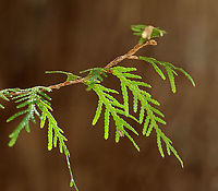 Northern White Cedar - Thuja occidentalis I love the smell of fresh cedar.<br />
<br />
Habitat: Mixed forest<br />
https://www.jungledragon.com/image/125819/northern_white_cedar_-_thuja_occidentalis.html<br />
https://www.jungledragon.com/image/125825/northern_white_cedar_cones_-_thuja_occidentalis.html Geotagged,Spring,Thuja occidentalis,United States,White cedar