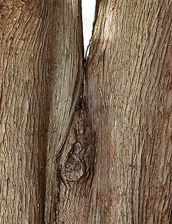 Northern White Cedar - Thuja occidentalis I love the smell of fresh cedar.

Habitat: Mixed forest
https://www.jungledragon.com/image/125818/northern_white_cedar_-_thuja_occidentalis.html
https://www.jungledragon.com/image/125825/northern_white_cedar_cones_-_thuja_occidentalis.html Geotagged,Spring,Thuja,Thuja occidentalis,United States,White cedar,cedar,northern white cedar