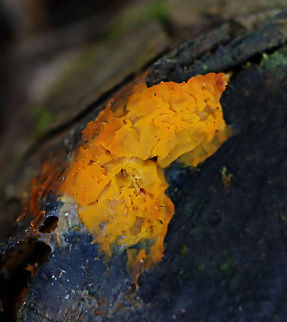 Jelly Fungus - Tremella mesenterica Habitat: Cut, rotting log; mixedd forest Geotagged,Spring,Tremella,Tremella mesenterica,United States,fungus,jelly fungus