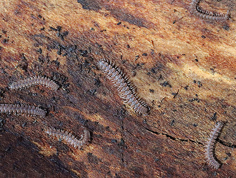 Millipedes - Polydesmus angustus or Pseudopolydesmus serratus Habitat: Found under rotting wood; mixed forest Diplopoda,Geotagged,Polydesmidae,Spring,United States,millipede