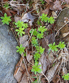 Sweetscented Bedstraw - Galium odoratum Early spring growth.

Habitat: Mixed forest Galium,Galium odoratum,Geotagged,Rubiaceae,Spring,Sweetscented Bedstraw,United States,bedstraw