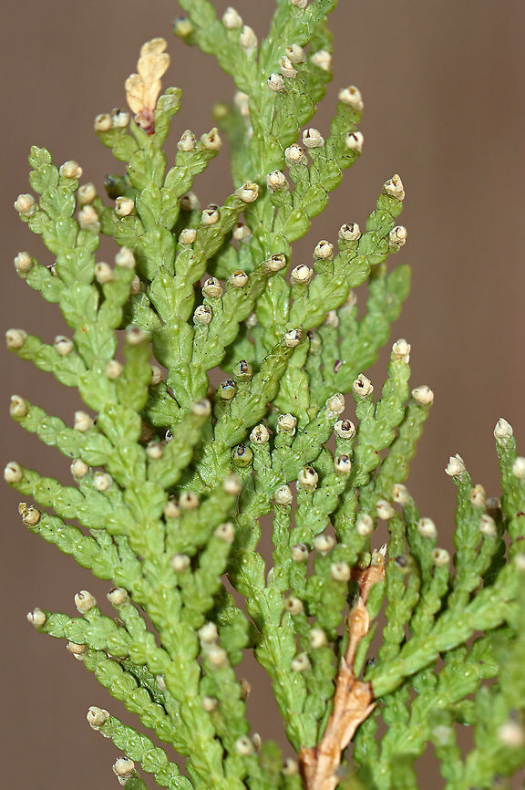 Northern White Cedar Cones - Thuja occidentalis The small structures on the needles are cones. I'm not sure if they are male or female.<br />
<br />
Habitat: Mixed, swampy forest<br />
<figure class="photo"><a href="https://www.jungledragon.com/image/125819/northern_white_cedar_-_thuja_occidentalis.html" title="Northern White Cedar - Thuja occidentalis"><img src="https://s3.amazonaws.com/media.jungledragon.com/images/3232/125819_thumb.jpg?AWSAccessKeyId=05GMT0V3GWVNE7GGM1R2&Expires=1769040010&Signature=a6MYaCpy3lCKhFyeevuS457aUnA%3D" width="118" height="152" alt="Northern White Cedar - Thuja occidentalis I love the smell of fresh cedar.<br />
<br />
Habitat: Mixed forest<br />
https://www.jungledragon.com/image/125818/northern_white_cedar_-_thuja_occidentalis.html<br />
https://www.jungledragon.com/image/125825/northern_white_cedar_cones_-_thuja_occidentalis.html Geotagged,Spring,Thuja,Thuja occidentalis,United States,White cedar,cedar,northern white cedar" /></a></figure><br />
<figure class="photo"><a href="https://www.jungledragon.com/image/125818/northern_white_cedar_-_thuja_occidentalis.html" title="Northern White Cedar - Thuja occidentalis"><img src="https://s3.amazonaws.com/media.jungledragon.com/images/3232/125818_thumb.jpg?AWSAccessKeyId=05GMT0V3GWVNE7GGM1R2&Expires=1769040010&Signature=FROtVada0z4S5kAzy7zVqCzN7dY%3D" width="200" height="176" alt="Northern White Cedar - Thuja occidentalis I love the smell of fresh cedar.<br />
<br />
Habitat: Mixed forest<br />
https://www.jungledragon.com/image/125819/northern_white_cedar_-_thuja_occidentalis.html<br />
https://www.jungledragon.com/image/125825/northern_white_cedar_cones_-_thuja_occidentalis.html Geotagged,Spring,Thuja occidentalis,United States,White cedar" /></a></figure><br />
<figure class="photo"><a href="https://www.jungledragon.com/image/125825/northern_white_cedar_cones_-_thuja_occidentalis.html" title="Northern White Cedar Cones - Thuja occidentalis"><img src="https://s3.amazonaws.com/media.jungledragon.com/images/3232/125825_thumb.jpg?AWSAccessKeyId=05GMT0V3GWVNE7GGM1R2&Expires=1769040010&Signature=7Q5LOD5gAuARZaascjLVs8PH8O8%3D" width="102" height="152" alt="Northern White Cedar Cones - Thuja occidentalis The small structures on the needles are cones. I'm not sure if they are male or female.<br />
<br />
Habitat: Mixed, swampy forest<br />
https://www.jungledragon.com/image/125819/northern_white_cedar_-_thuja_occidentalis.html<br />
https://www.jungledragon.com/image/125818/northern_white_cedar_-_thuja_occidentalis.html<br />
https://www.jungledragon.com/image/125825/northern_white_cedar_cones_-_thuja_occidentalis.html Geotagged,Spring,Thuja,Thuja occidentalis,United States,White cedar,cedar cones,cones,swamp cedar" /></a></figure> Geotagged,Spring,Thuja,Thuja occidentalis,United States,White cedar,cedar cones,cones,swamp cedar