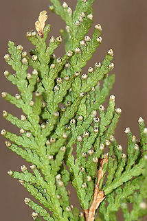 Northern White Cedar Cones - Thuja occidentalis The small structures on the needles are cones. I'm not sure if they are male or female.

Habitat: Mixed, swampy forest
https://www.jungledragon.com/image/125819/northern_white_cedar_-_thuja_occidentalis.html
https://www.jungledragon.com/image/125818/northern_white_cedar_-_thuja_occidentalis.html
https://www.jungledragon.com/image/125825/northern_white_cedar_cones_-_thuja_occidentalis.html Geotagged,Spring,Thuja,Thuja occidentalis,United States,White cedar,cedar cones,cones,swamp cedar