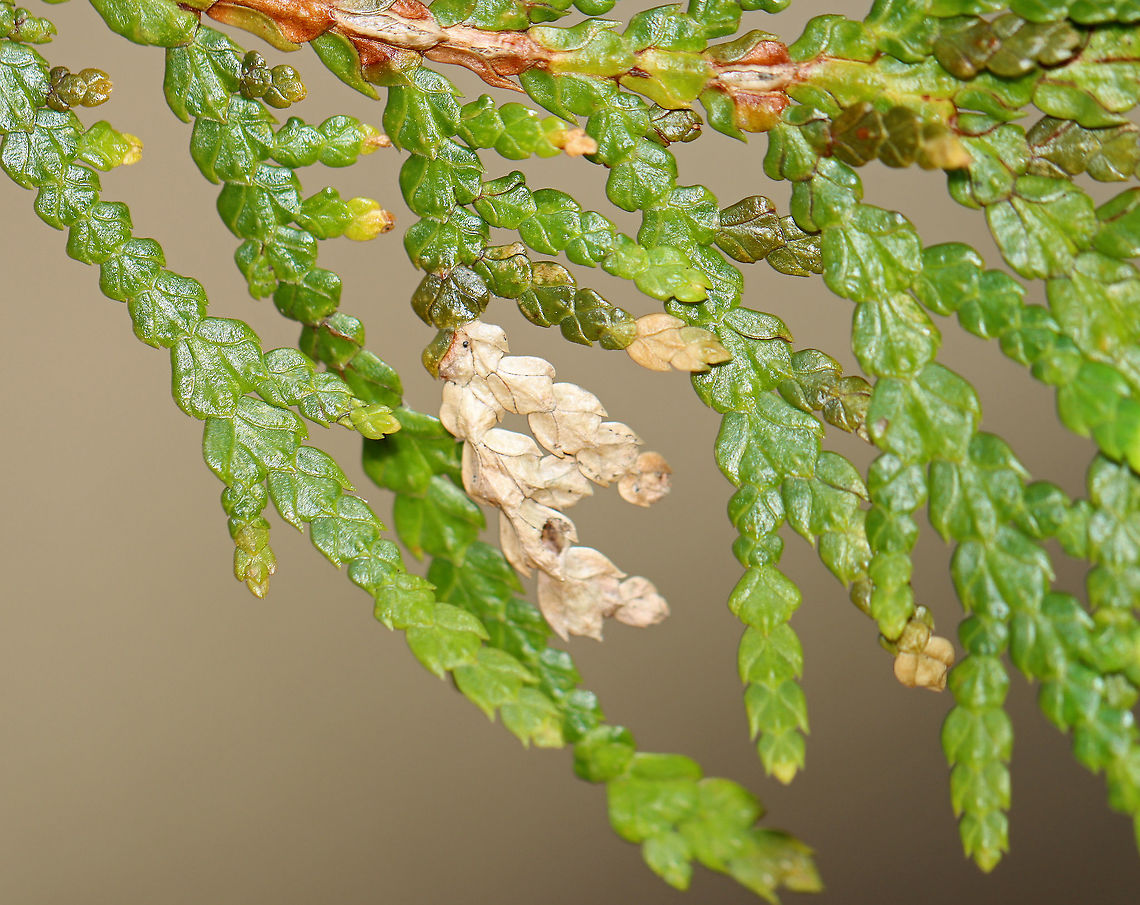 Arborvitae Leafminer - Argyresthia thuiella The pale section is a mine made by the larvae of Argyresthia thuiella.<br />
<br />
Host: Thuja occidentalis (northern white cedar) Argyresthia,Argyresthia thuiella,Geotagged,Spring,Thuja occidentalis,United States,arborvitae leafminer,leafminer,needleminer,thuja