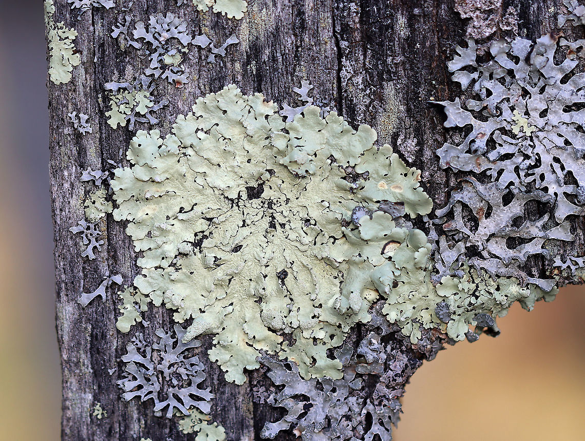 Lichen - Flavoparmelia sp. Habitat: Growing on an old fence bordering a meadow Flavoparmelia,Geotagged,Spring,United States,lichen