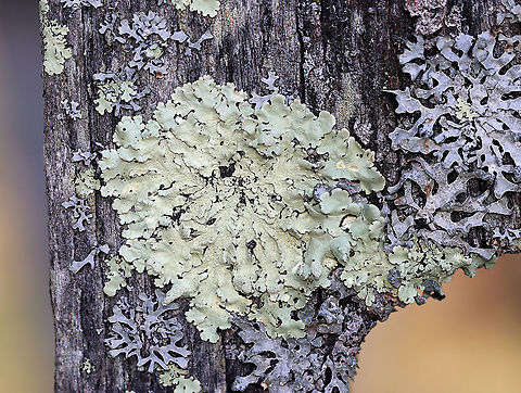 Lichen - Flavoparmelia sp. Habitat: Growing on an old fence bordering a meadow Flavoparmelia,Geotagged,Spring,United States,lichen