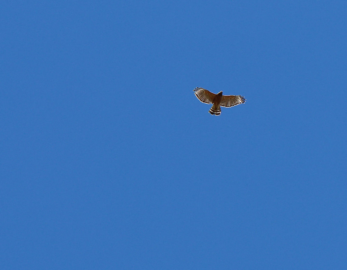 Red-tailed Hawk - Buteo jamaicensis It was being chased by a few crows. I&#039;m not sure who the perp was.<br />
<br />
Habitat: Meadow Buteo jamaicensis,Geotagged,Red-tailed hawk,Spring,United States,buteo,hawk