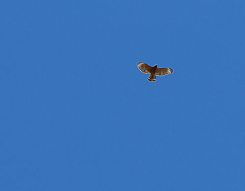 Red-tailed Hawk - Buteo jamaicensis It was being chased by a few crows. I'm not sure who the perp was.

Habitat: Meadow Buteo jamaicensis,Geotagged,Red-tailed hawk,Spring,United States,buteo,hawk
