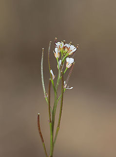 Hairy Bittercress - Cardamine hirsuta Habitat: Swamp edge Cardamine,Cardamine hirsuta,Geotagged,Hairy bittercress,Spring,United States,bittercress