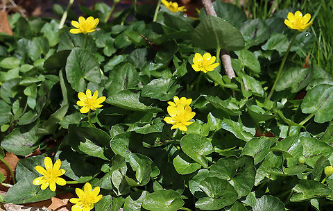 Lesser Celandine - Ficaria verna Or is it Caltha palustris?? My Plant ID app is saying Ficaria verna.

Habitat: Growing in and along a stream in a deciduous forest
https://www.jungledragon.com/image/125834/lesser_celandine_-_ficaria_verna.html Ficaria verna,Geotagged,Lesser celandine,Spring,United States