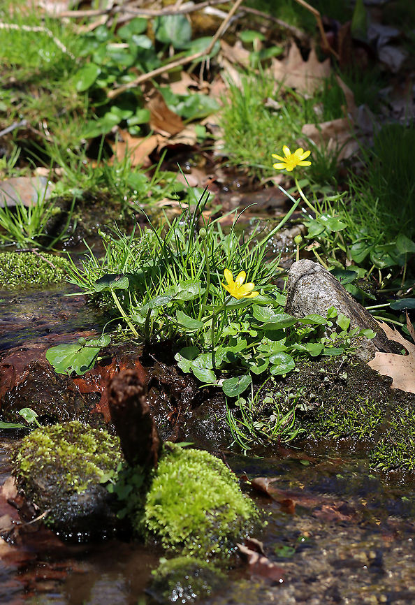 Lesser Celandine - Ficaria verna Or is it Caltha palustris?? My Plant ID app is saying Ficaria verna.<br />
<br />
Habitat: Growing in and along a stream in a deciduous forest<br />
<figure class="photo"><a href="https://www.jungledragon.com/image/125833/lesser_celandine_-_ficaria_verna.html" title="Lesser Celandine - Ficaria verna"><img src="https://s3.amazonaws.com/media.jungledragon.com/images/3232/125833_thumb.jpg?AWSAccessKeyId=05GMT0V3GWVNE7GGM1R2&Expires=1759968010&Signature=gsHbuQ9A6x8M8ITstnk3lX4H2n0%3D" width="200" height="128" alt="Lesser Celandine - Ficaria verna Or is it Caltha palustris?? My Plant ID app is saying Ficaria verna.<br />
<br />
Habitat: Growing in and along a stream in a deciduous forest<br />
https://www.jungledragon.com/image/125834/lesser_celandine_-_ficaria_verna.html Ficaria verna,Geotagged,Lesser celandine,Spring,United States" /></a></figure> Ficaria,Ficaria verna,Geotagged,Lesser celandine,Spring,United States,fig buttercup
