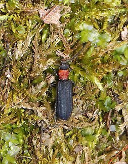 Red-necked False Blister Beetle - Asclera ruficollis False blister beetles are unique in that the adults of all the approximately 1,000 species are obligate pollen feeders. Their common name comes from the fact that they have toxic chemical (cantharidin) defense, like a blister beetle, which causes blisters when they are pinched or mistreated.

I handled this one gently and it didn't release any chemicals.

Habitat: Mixed forest
https://www.jungledragon.com/image/125836/red-necked_false_blister_beetle_-_asclera_ruficollis.html Asclera ruficollis,Geotagged,Red-necked false blister beetle,Spring,United States