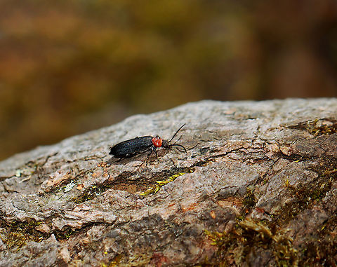 Red-necked False Blister Beetle - Asclera ruficollis False blister beetles are unique in that the adults of all the approximately 1,000 species are obligate pollen feeders. Their common name comes from the fact that they have toxic chemical (cantharidin) defense, like a blister beetle, which causes blisters when they are pinched or mistreated.

I handled this one gently and it didn't release any chemicals.

Habitat: Mixed forest
https://www.jungledragon.com/image/125835/red-necked_false_blister_beetle_-_asclera_ruficollis.html Asclera,Asclera ruficollis,Geotagged,Ischnomera,Ischnomera ruficollis,Oedemeridae,Red-necked false blister beetle,Spring,United States,beetle,false blister beetle