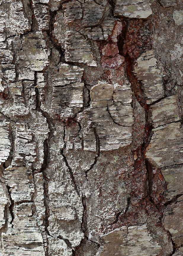 Sweet Birch - Betula lenta There were no leaves on the tree and I forgot to go back later in the summer...I&#039;ll try next year to get some shots of the leaves!<br />
<br />
The fermented sap from this species was once used to make birch beer. When crushed, the leaves and twigs smell like wintergreen.<br />
<br />
Habitat: Deciduous forest, streamside <br />
<figure class="photo"><a href="https://www.jungledragon.com/image/125858/sweet_birch_female_seed_catkin_-_betula_lenta.html" title="Sweet Birch Female Seed Catkin - Betula lenta"><img src="https://s3.amazonaws.com/media.jungledragon.com/images/3232/125858_thumb.jpg?AWSAccessKeyId=05GMT0V3GWVNE7GGM1R2&Expires=1759968010&Signature=Ij66Csl4o7lA5SQYPzr5EUequ%2BY%3D" width="200" height="136" alt="Sweet Birch Female Seed Catkin - Betula lenta Trees produce seeds every 1-4 years, starting at around 40 years of age.  Male catkins are pendulous and ~1.5 cm long. Female catkins are half the size of the male catkins and are upright.  I think this is a female catkin plus two stalks from catkins that have lost their seeds already.<br />
<br />
Habitat: Deciduous forest<br />
https://www.jungledragon.com/image/125842/sweet_birch_-_betula_lenta.html Betula lenta,Geotagged,Spring,Sweet birch,United States,betula,birch,birch fruit,birch seeds,catkin,female catkin" /></a></figure> Betula,Betula lenta,Geotagged,Spring,Sweet birch,United States,birch,black birch