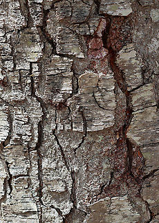 Sweet Birch - Betula lenta There were no leaves on the tree and I forgot to go back later in the summer...I'll try next year to get some shots of the leaves!

The fermented sap from this species was once used to make birch beer. When crushed, the leaves and twigs smell like wintergreen.

Habitat: Deciduous forest, streamside 
https://www.jungledragon.com/image/125858/sweet_birch_female_seed_catkin_-_betula_lenta.html Betula,Betula lenta,Geotagged,Spring,Sweet birch,United States,birch,black birch
