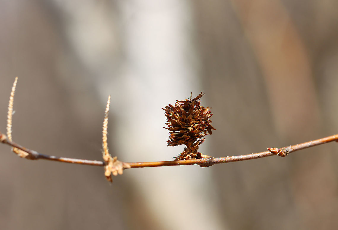 Sweet Birch Female Seed Catkin - Betula lenta Trees produce seeds every 1-4 years, starting at around 40 years of age.  Male catkins are pendulous and ~1.5 cm long. Female catkins are half the size of the male catkins and are upright.  I think this is a female catkin plus two stalks from catkins that have lost their seeds already.<br />
<br />
Habitat: Deciduous forest<br />
<figure class="photo"><a href="https://www.jungledragon.com/image/125842/sweet_birch_-_betula_lenta.html" title="Sweet Birch - Betula lenta"><img src="https://s3.amazonaws.com/media.jungledragon.com/images/3232/125842_thumb.jpg?AWSAccessKeyId=05GMT0V3GWVNE7GGM1R2&Expires=1759968010&Signature=2UYfyURj87Tja1YB1jryMQngaFI%3D" width="110" height="152" alt="Sweet Birch - Betula lenta There were no leaves on the tree and I forgot to go back later in the summer...I&#039;ll try next year to get some shots of the leaves!<br />
<br />
The fermented sap from this species was once used to make birch beer. When crushed, the leaves and twigs smell like wintergreen.<br />
<br />
Habitat: Deciduous forest, streamside <br />
https://www.jungledragon.com/image/125858/sweet_birch_female_seed_catkin_-_betula_lenta.html Betula,Betula lenta,Geotagged,Spring,Sweet birch,United States,birch,black birch" /></a></figure> Betula lenta,Geotagged,Spring,Sweet birch,United States,betula,birch,birch fruit,birch seeds,catkin,female catkin