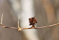 Sweet Birch Female Seed Catkin - Betula lenta Trees produce seeds every 1-4 years, starting at around 40 years of age. Male catkins are pendulous and ~1.5 cm long. Female catkins are half the size of the male catkins and are upright. I think this is a female catkin plus two stalks from catkins that have lost their seeds already.<br />
<br />
Habitat: Deciduous forest<br />
https://www.jungledragon.com/image/125842/sweet_birch_-_betula_lenta.html Betula lenta,Geotagged,Spring,Sweet birch,United States,betula,birch,birch fruit,birch seeds,catkin,female catkin