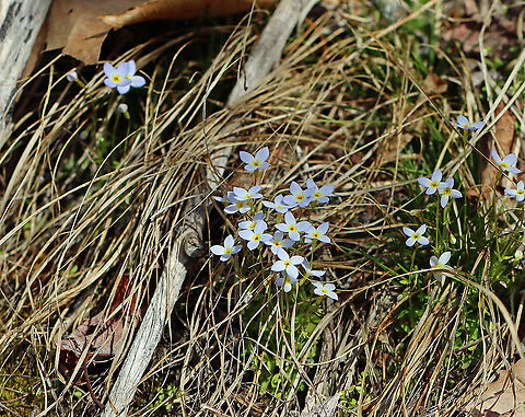 Azure Bluet - Houstonia caerulea Habitat: Deciduous forest Azure Bluet,Geotagged,Houstonia,Houstonia caerulea,Spring,United States,bluet