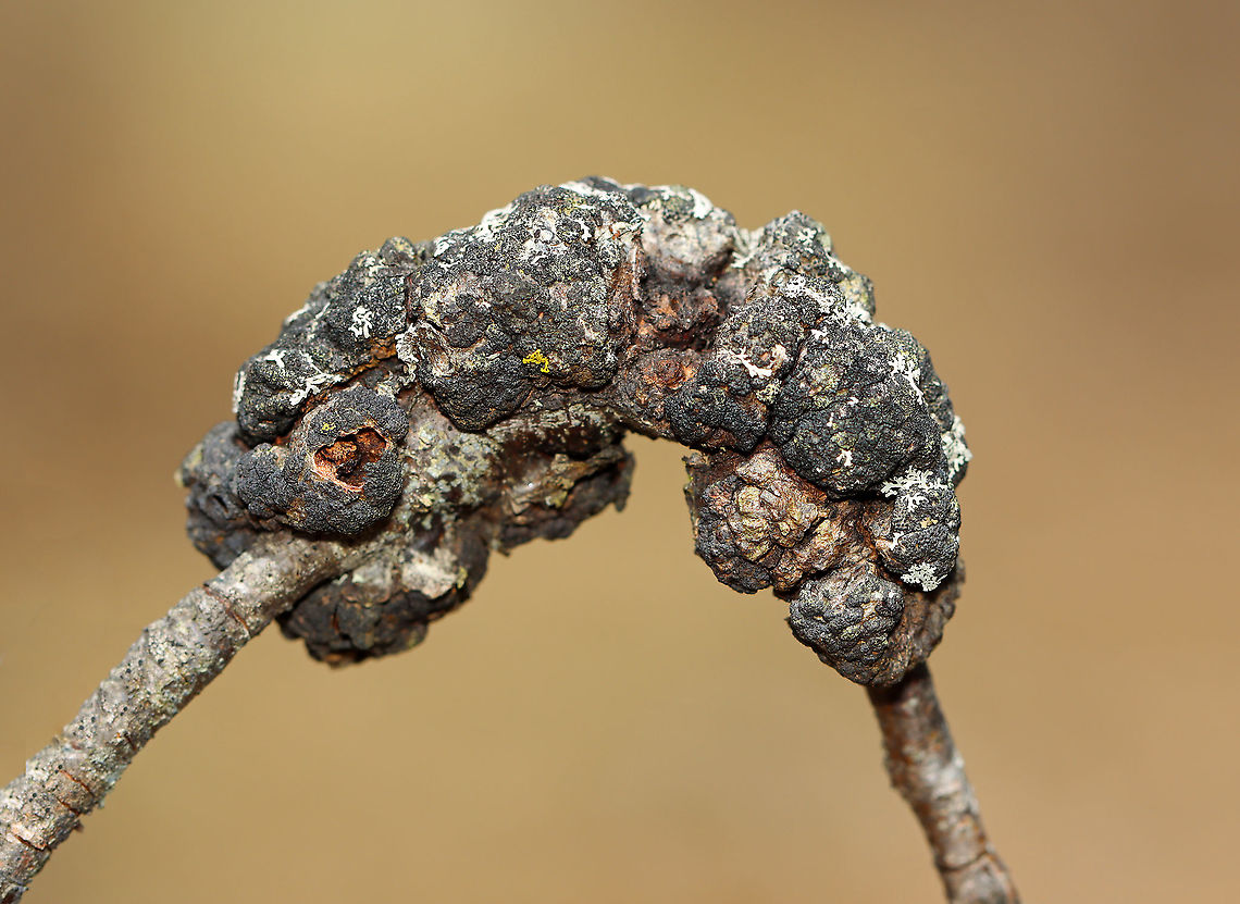 Black Knot - Apiosporina morbosa Host: Black Cherry (Prunus serotina) Apiosporina,Apiosporina morbosa,Black Knot,Dibotryon,Dibotryon morbosum,Geotagged,Spring,United States,fungus,plant pathogen
