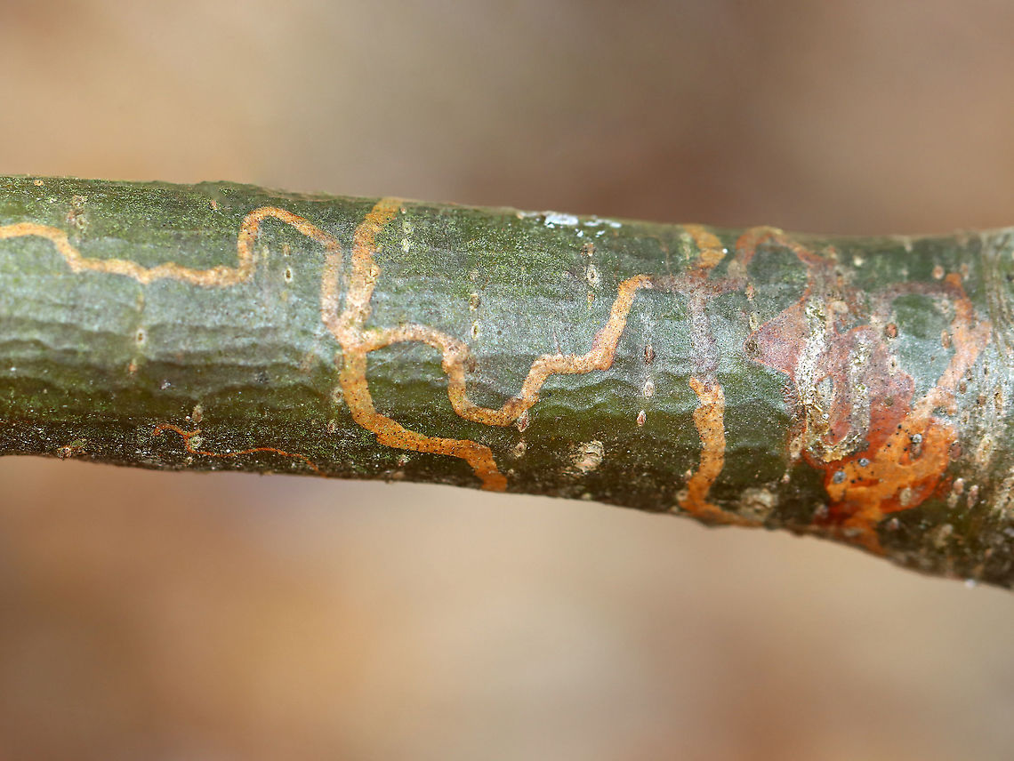 White Pine Barkminer - Marmara fasciella The larvae mine under the cuticle of twigs.<br />
<br />
Host: White pine (Pinus strobus) Geotagged,Gracillariidae,Marmara,Marmara fasciella,Spring,United States,White Pine Barkminer,barkminer,signs of wildlife,subcuticular mines
