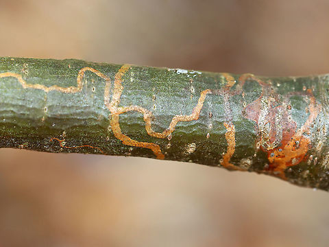 White Pine Barkminer - Marmara fasciella The larvae mine under the cuticle of twigs.

Host: White pine (Pinus strobus) Geotagged,Gracillariidae,Marmara,Marmara fasciella,Spring,United States,White Pine Barkminer,barkminer,signs of wildlife,subcuticular mines