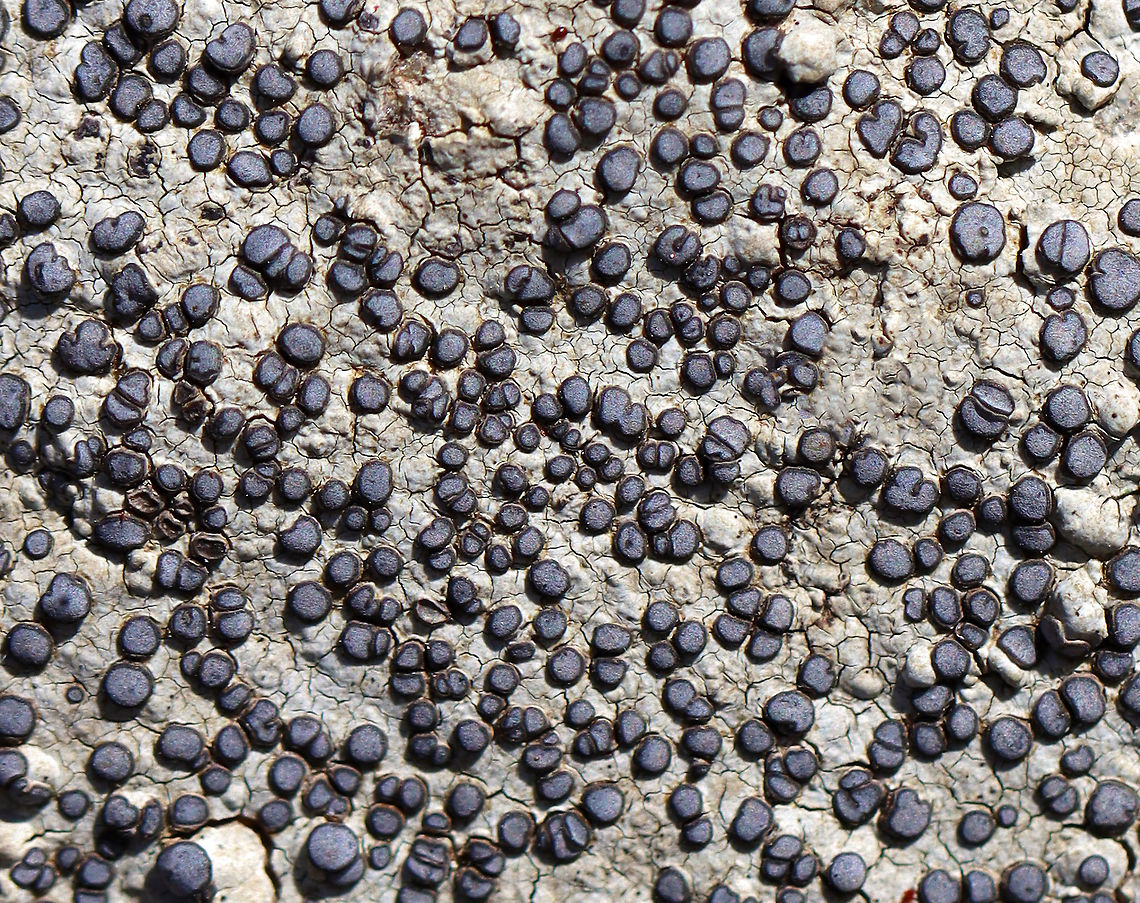 Smokey-eyed Boulder Lichen - Porpidia albocaerulescens Habitat: Growing on rock Geotagged,Porpidia,Porpidia albocaerulescens,Smokey-eyed Boulder Lichen,Spring,United States,lichen